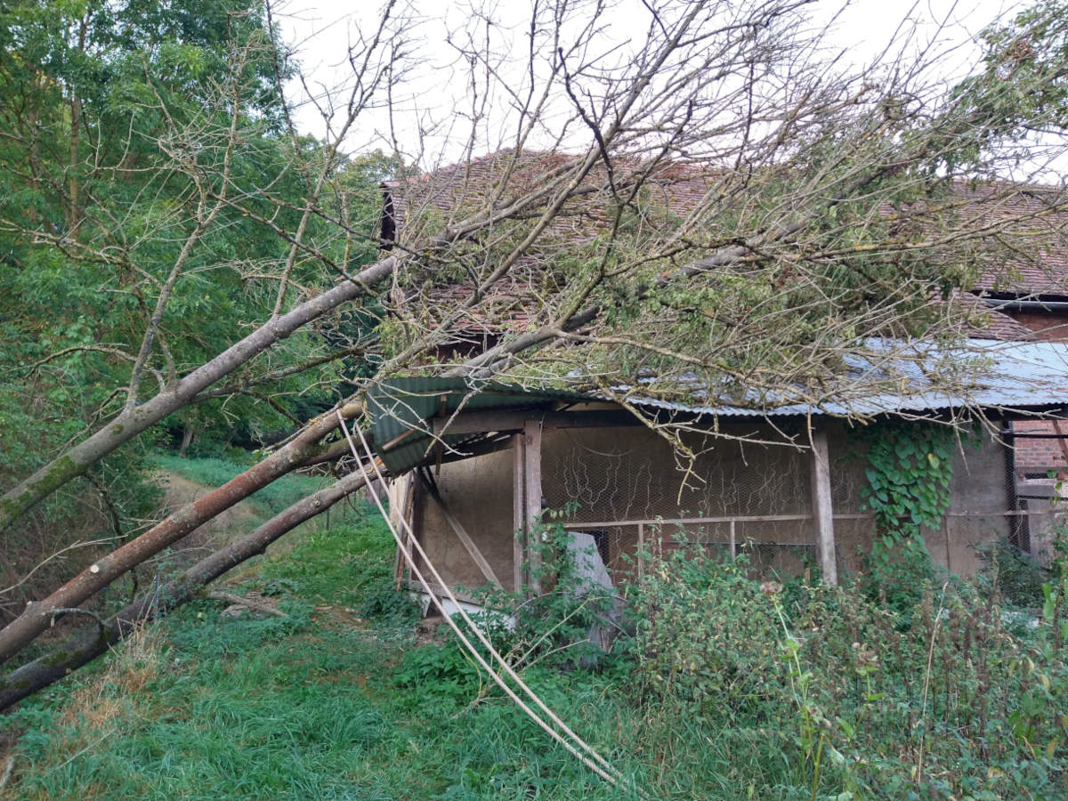 Der Bildausschnitt zeigt einen dreistämmigen Baum, der auf einem Wellblechdachliegt. offenbar ist der Baum darauf gestürzt und hat das dach eingerückt. Dahinter ist das große Ziegeldach eines Fachwerkhauses zu sehen. Umgeben wird die Szenerie von grünen Wildwiesen.