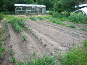 Mehr über den Artikel erfahren Garten 2024: unser erstes Jahr, eine Zusammenfassung