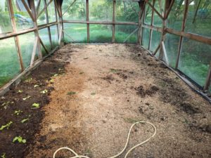 Ein Gewächshaus nach den Vorbereitungen für den Winter. Zu sehen ist ein großer Raum, mit Glasflächen, die mit Holzleisten verbunden sind. Der Boden ist mit Hobelspähnen bestreut. Vorn links sind kleine Salatpflanzen zu sehen. Ein gelber Gartenschlauch liegt im Vordergrund auf dem Boden. Draußen ist durch die Festerscheiben viel grün zu sehen.