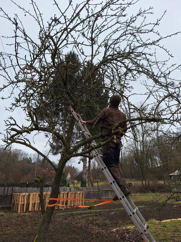 Ein Mann steht auf einer Leiter, die an einem Obstbaum lehnt. er schaut nach oben. Die Äste des Baumes wachsen wild in alle Richtungen.