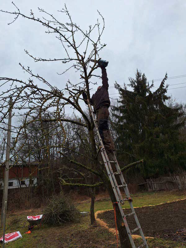 Ein Mann steht auf einer Leiter, an einem Obstbaum gelehnt. Er schneidet mit einer Säge einen Ast über sich ab