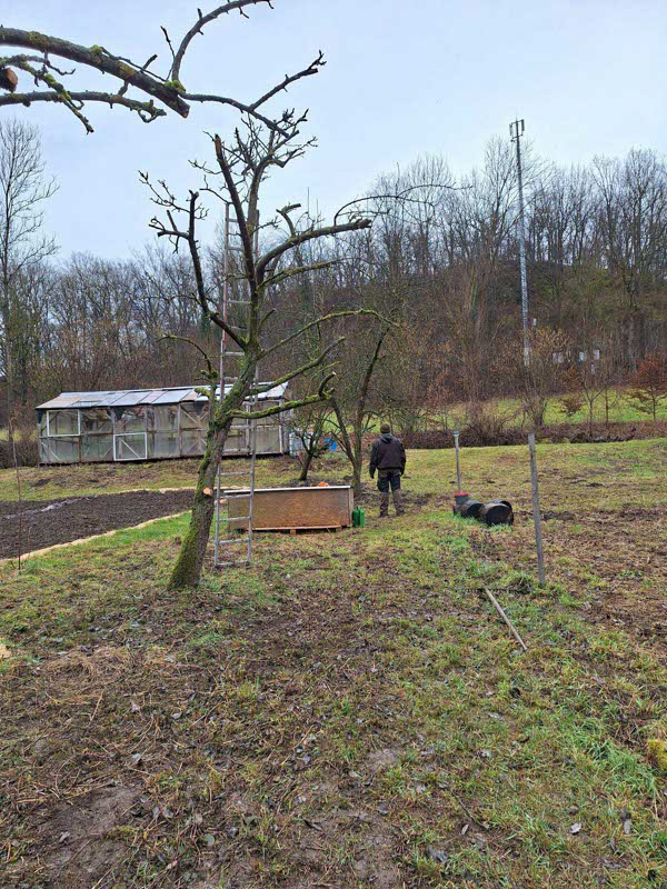Gesamtaufnahme aller Bäume nach dem Rückschnitt der Obstbäume