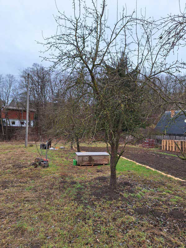 Ein Obstbaum vor dem Rückschnitt