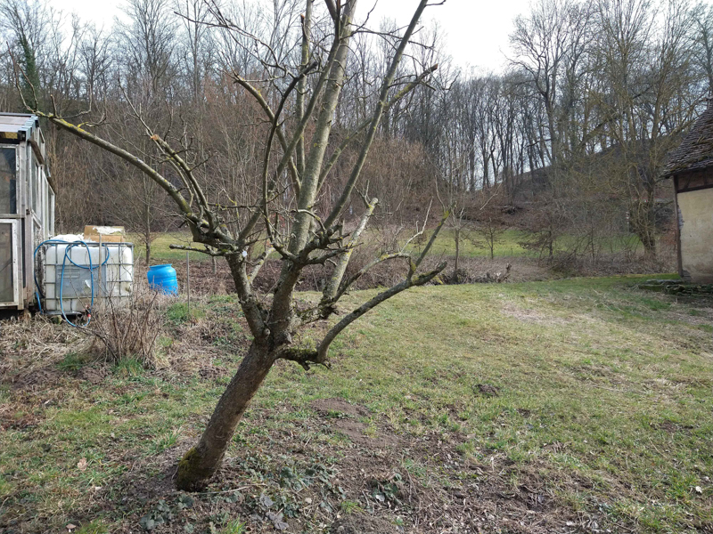 Ein frisch geschnittener Baum nach dem Rückschnitt der Obstbäume