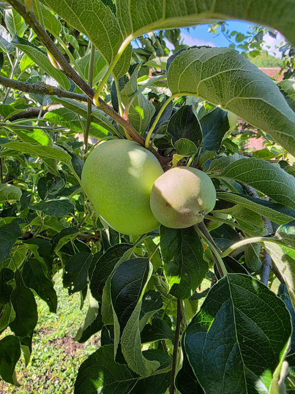 Äpfel an einem Baum, Nahaufnahme