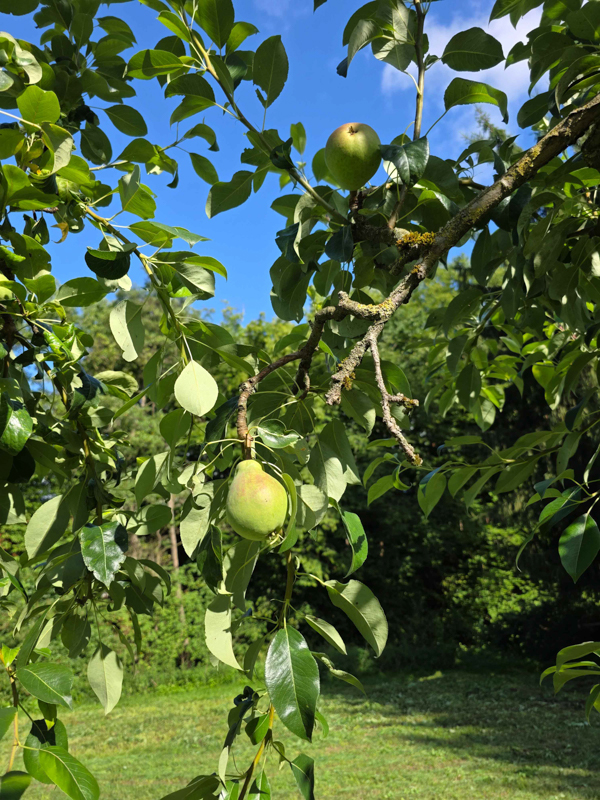 Ein Ast mit Laub und Birnen in Nahaufnahme