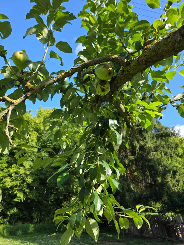 Ein Ast mit Laub und Birnen