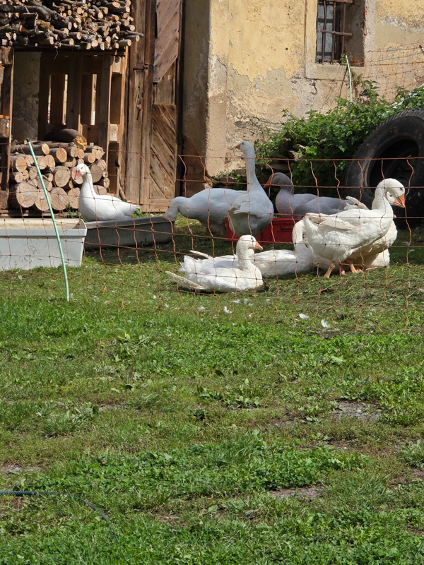 Eine Gruppe von Gänsen sitzen auf einer Wiese. Im Hintergrund ist eine gelbe Scheune zu sehen. Wassergefäße stehen verteilt.