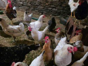 das Halten von Tieren: Eine Schar Hühner füllt das gesamte Bild. Die Hühner sind weß, braun, schwarz und unterschiedlich gemustert