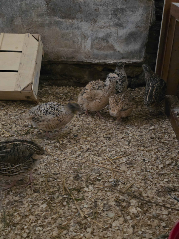 Eine kleine Gruppe von Wachteln in einem Stall sind zu sehen.