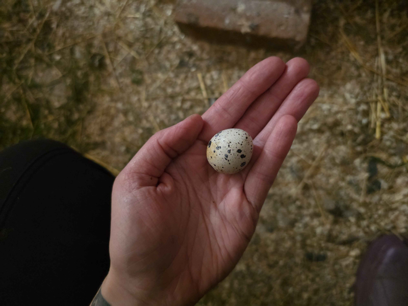Ein Wachtelei liegt in einer linken, menschlichen Hand. Im Hintergrund ist Stalleinstreu zu sehen