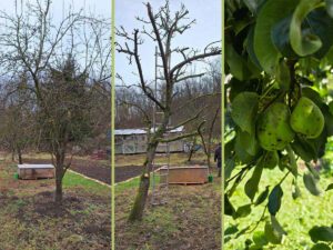 Ein dreigeteiltes Bild vom Rückschnitt der Obstbäume. Links die unbeschnittenen Bäume, in der Mitte stark zurück geschnittene Bäume und rechts Birnen zwischen dichtem Blattwerk