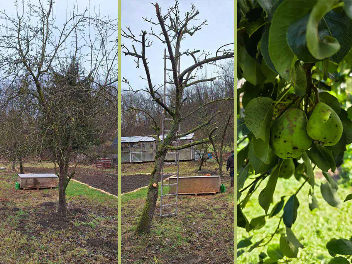 Ein dreigeteiltes Bild vom Rückschnitt der Obstbäume. Links die unbeschnittenen Bäume, in der Mitte stark zurück geschnittene Bäume und rechts Birnen zwischen dichtem Blattwerk